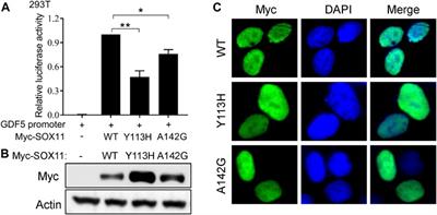 Identification and functional analysis of novel SOX11 variants in Chinese patients with Coffin-Siris syndrome 9